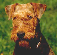 AIREDALE TERRIER