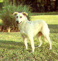 CAINE DE ATLAS