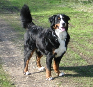 CAINE DE STANA DE BERNA