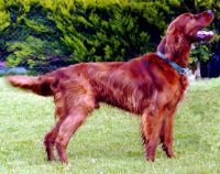 SETTER ROSU IRLANDEZ