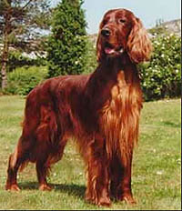 SETTER ROSU IRLANDEZ