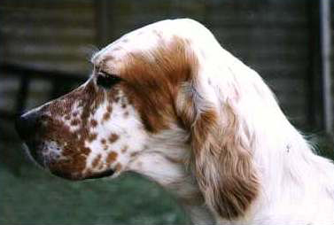 SETTER ROSU IRLANDEZ