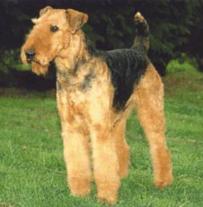 AIREDALE TERRIER