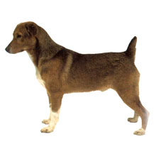PINSCHER AUSTRIAC CU PAR SCURT 