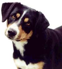 PINSCHER AUSTRIAC CU PAR SCURT 