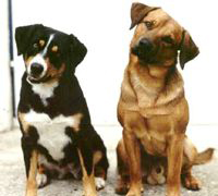 PINSCHER AUSTRIAC CU PAR SCURT 