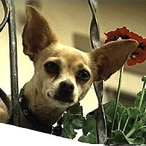 CHIHUAHUA