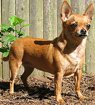 CHIHUAHUA