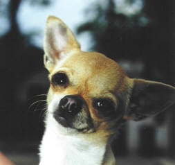 CHIHUAHUA