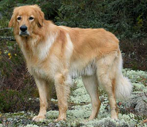 HOVAWART 