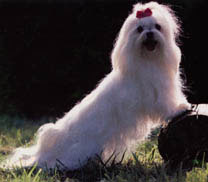 BICHON MALTEZ