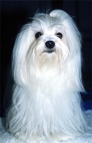BICHON MALTEZ