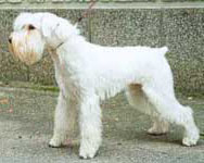 SCHNAUTZER MIJLOCIU 