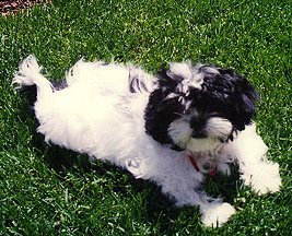 SHIH-TSU
