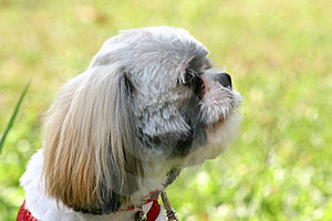 SHIH-TSU