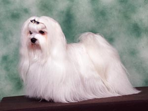 TERRIER DE YORKSHIRE
