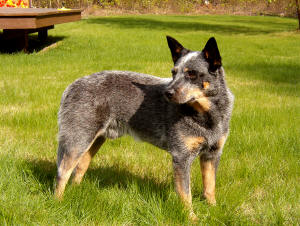 CAINE DE TURMA AUSTRALIAN 