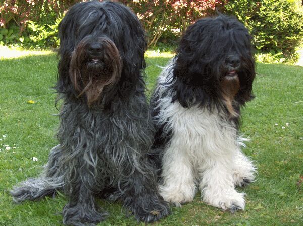 SCHAPENDOES