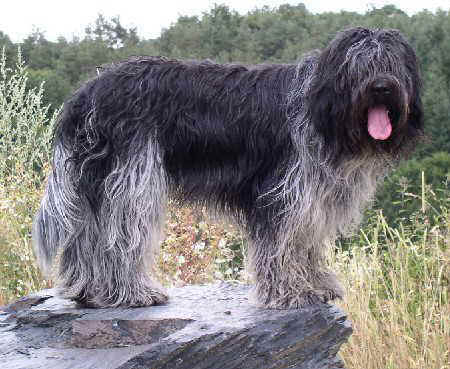 SCHAPENDOES