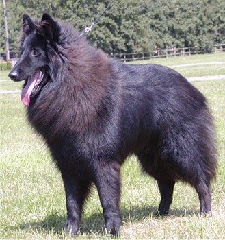 CIOBANESC BELGIAN GROENENDAEL 