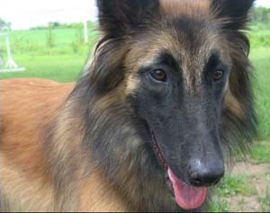 CIOBANESC BELGIAN TERVUEREN 