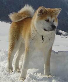 SPITZ JAPONEZ 
