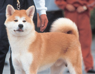 SPITZ JAPONEZ 