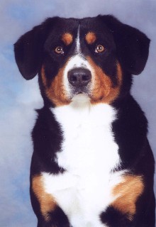 CAINE DE STANA DE ENTLEBUCH 