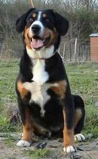 CAINE DE STANA DE ENTLEBUCH 