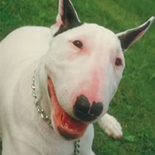 BULL TERRIER