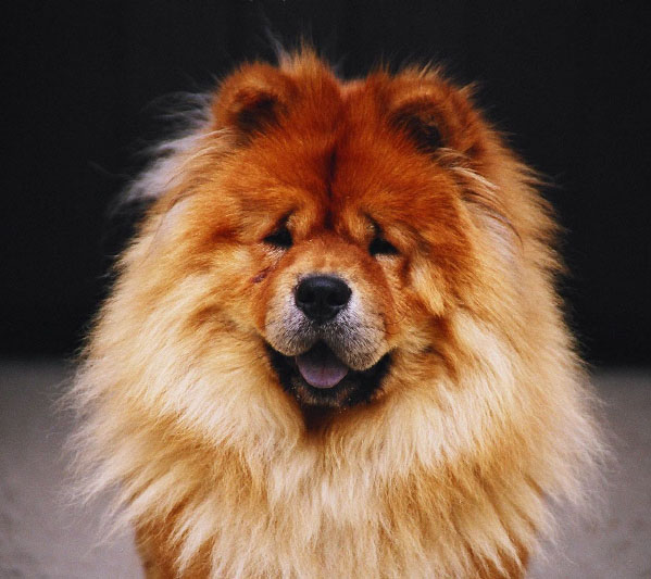 CHOW - CHOW