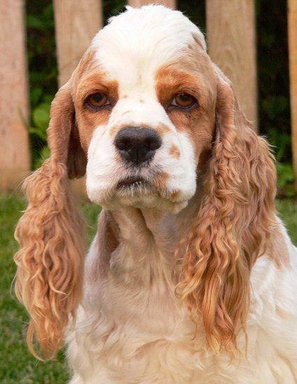 COCKER SPANIEL AMERICAN