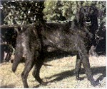 CAINE DE CASTRO LABOREIRO
