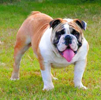 BULLDOG ENGLEZ