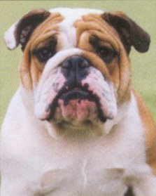 BULLDOG ENGLEZ