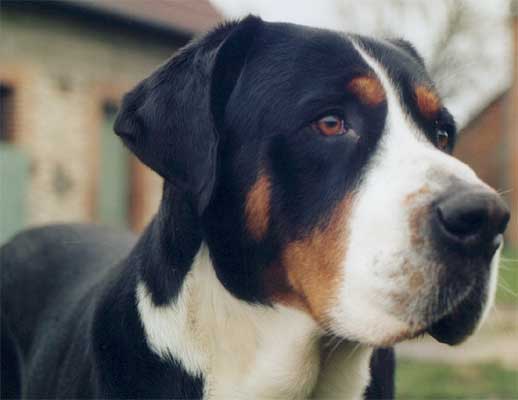 CAINE MARE DE STANA ELVETIAN 