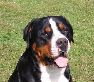 CAINE MARE DE STANA ELVETIAN 