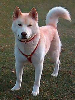 CAINE DE AINU