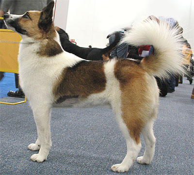 NORRBOTTENSPETZ