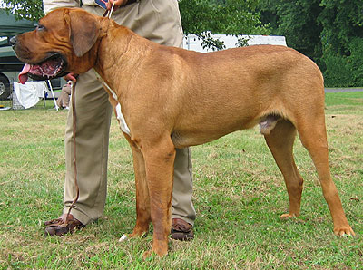 CAINE DE LUPTA TOSA
