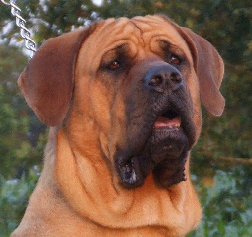 CAINE DE LUPTA TOSA
