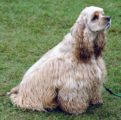 COCKER SPANIEL AMERICAN
