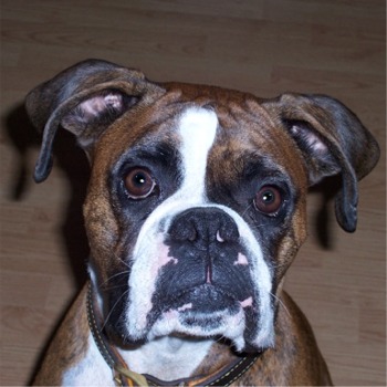 BOXER