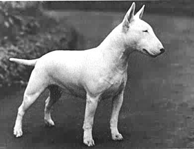 BULL TERRIER