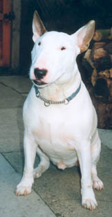 BULL TERRIER