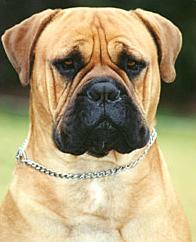 BULLMASTIFF