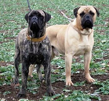 BULLMASTIFF