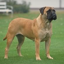 BULLMASTIFF