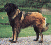 CAINE DIN VALEA ESTRELLA