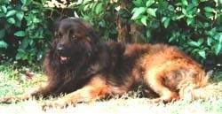 CAINE DIN VALEA ESTRELLA